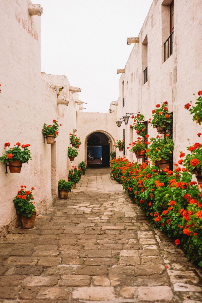 Outside passageway between buildings with red flowers