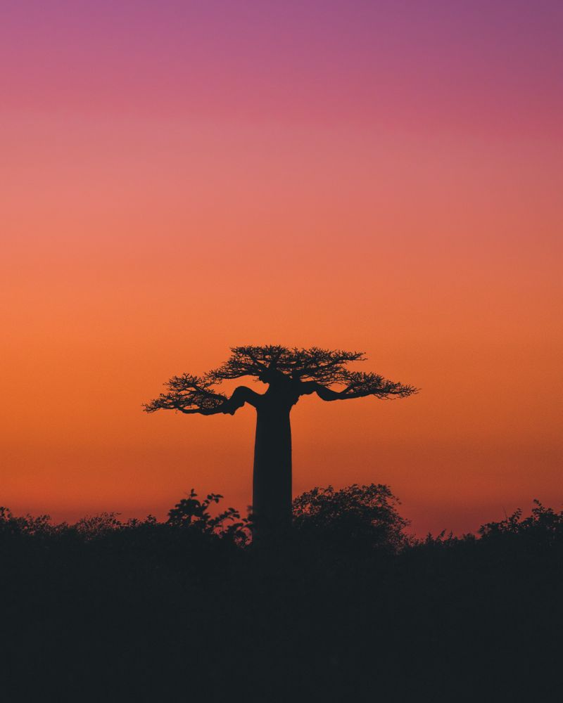 Wonderful sunset among giant baobabs