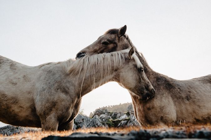 Funny horses on meadow