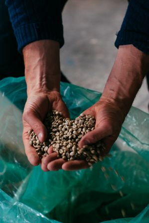 Man’s hands holding raw coffee beans at roasting facility
