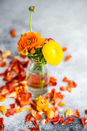 Summer floral card concept with pot of bright buttercup flowers