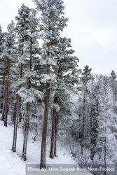 Tall trees covered with snow in Caucasus mountains bGd7B0