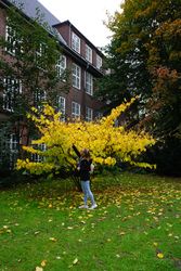 University student standing beside yellow tree in Hamburg, Germany