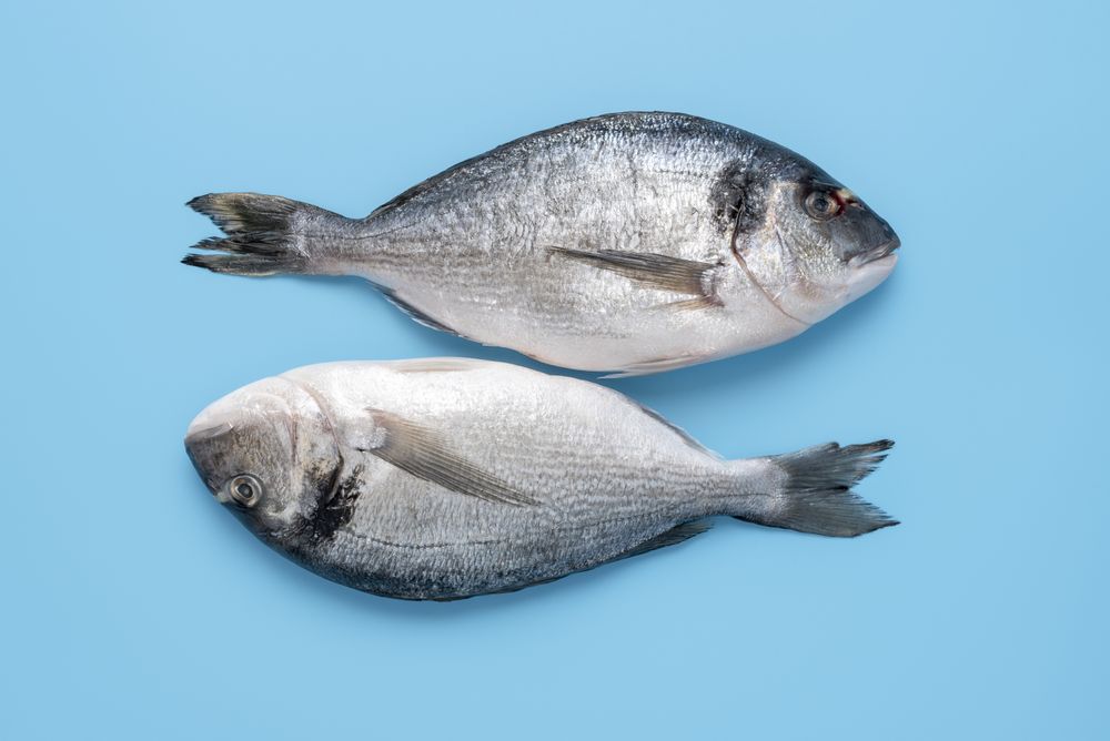Dorado fish raw, top view isolated on a blue background