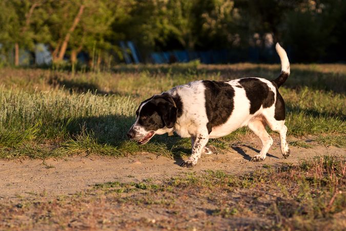 Hound dog sniffing ground on sunny pathway.