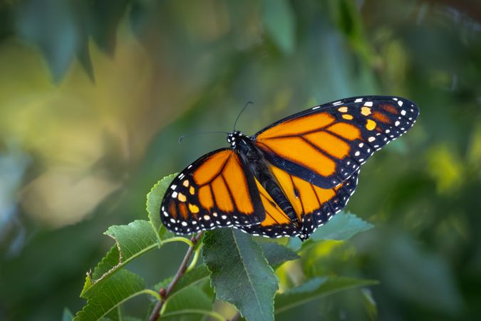 Monarch Butterfly Resting on Green Foliage.