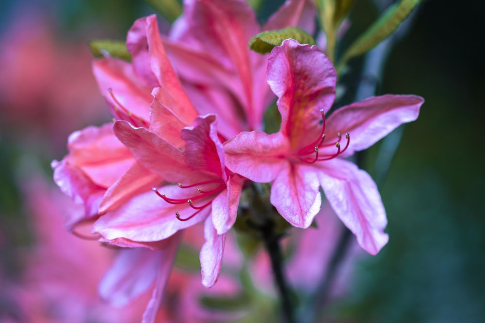 Cluster of pink lily flowers growing in the wild