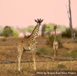 Two giraffes standing on brown grass field 4ZQ215
