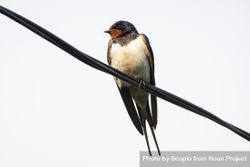 Barn swallow on wire 5k6lG0