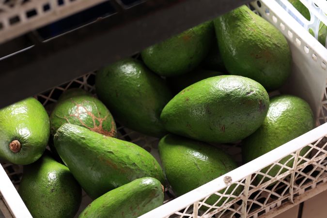 Fresh RIpe Avocado on Market Stall