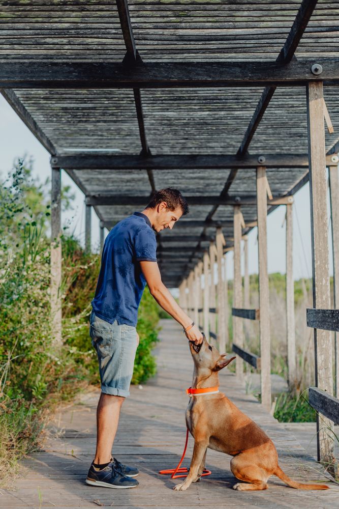 Happy adult man playing with dog at countryside