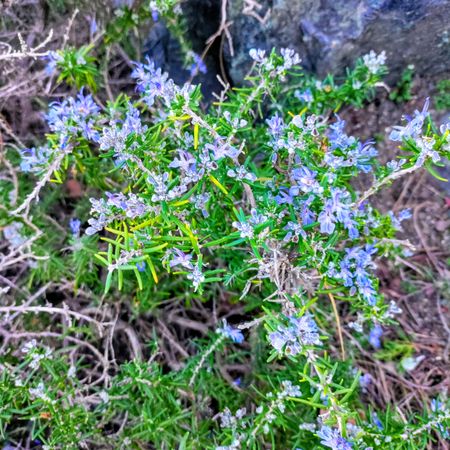 Benenden blue rosemary bush