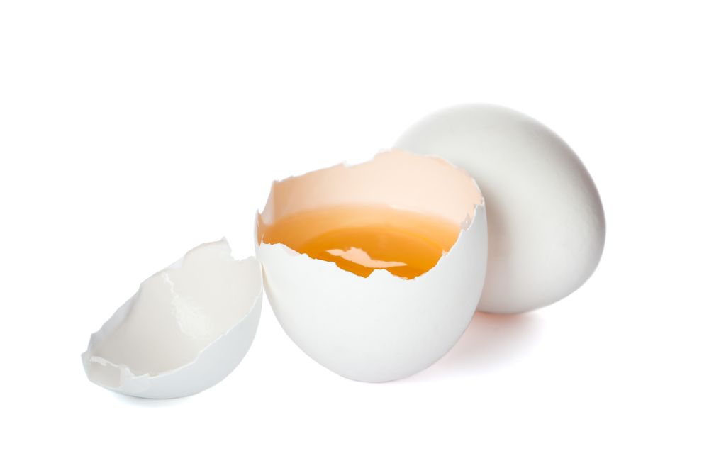 Chicken egg and half yolk isolated on blank background