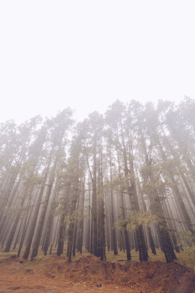 Tall trees in foggy day