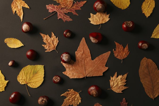 Fresh and ripe chestnuts, top view, Autumn chestnuts