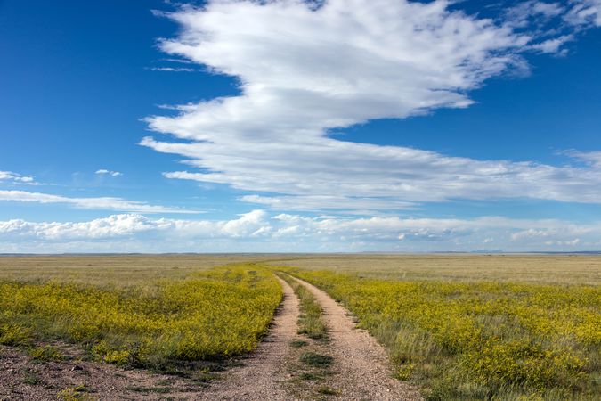 A dirt road winds through a sea of high plains yellow sundrops on the Laramie Plain