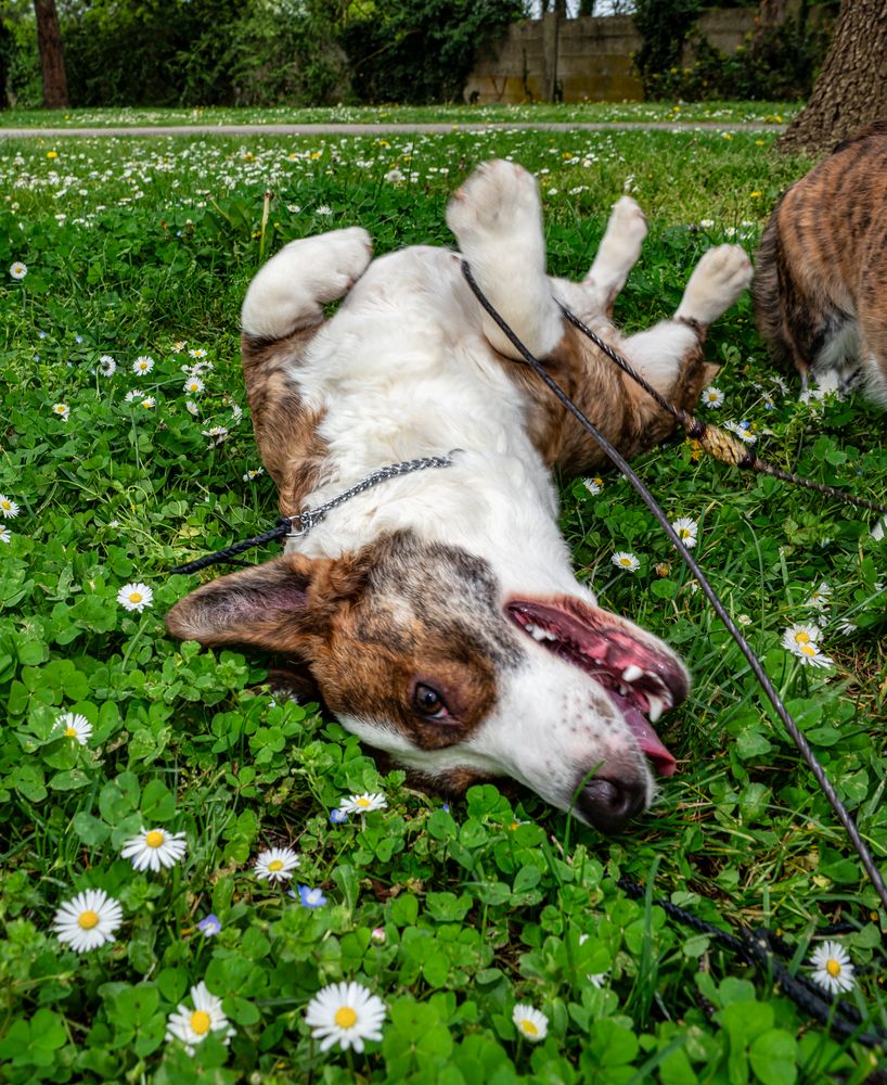 Funny corgi cardigan dog playing on a sunny lawn