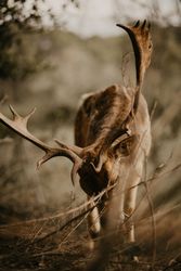 Elk eating leaves in countryside