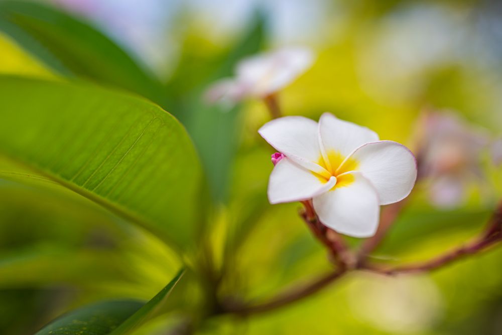 Landscape shot of light plumeria flower in nestled in leaves
