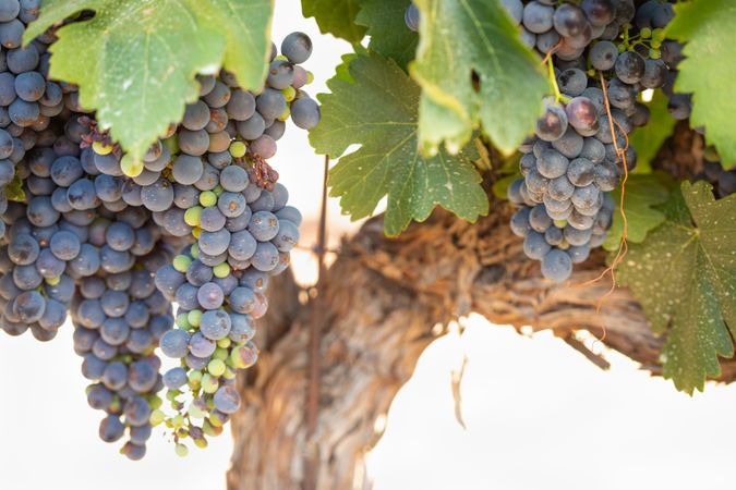 Vineyard with Lush, Ripe Wine Grapes on the Vine Ready for Harvest