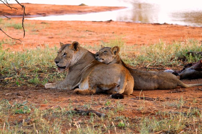 Two lionesses lying on brown grass field
