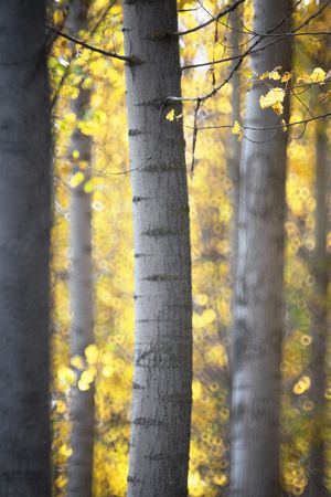 Blurred trees in green forest