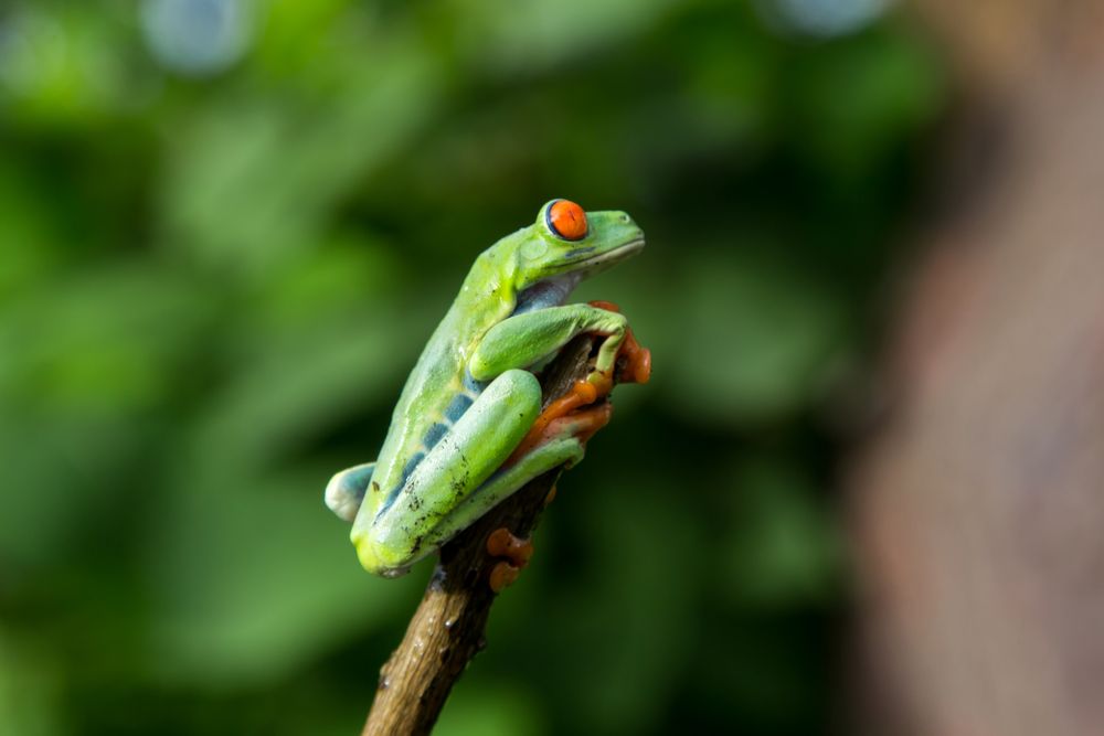 Tropical frog on tree twig