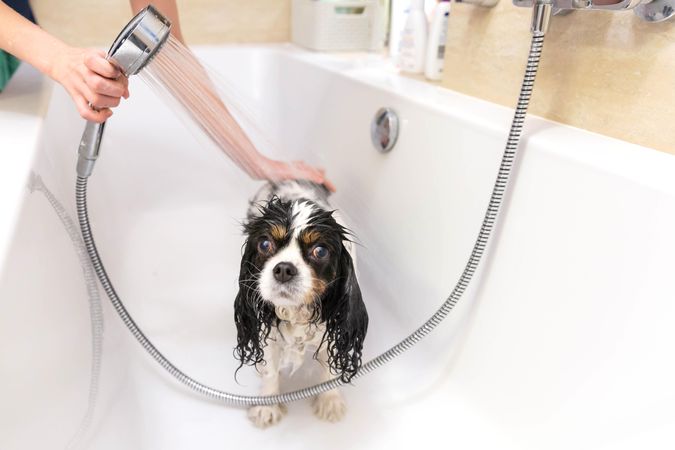 Wet cavalier spaniel being showered in the bath