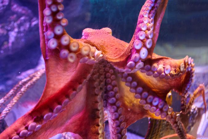 Underwater shot of an octopus