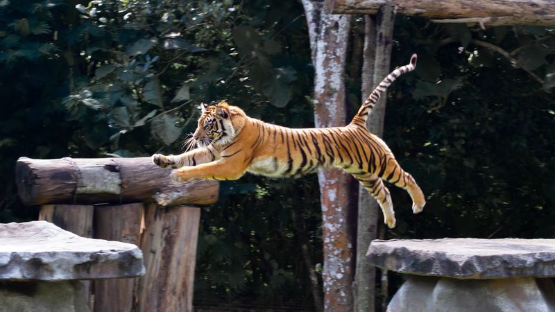 Tiger Jumps