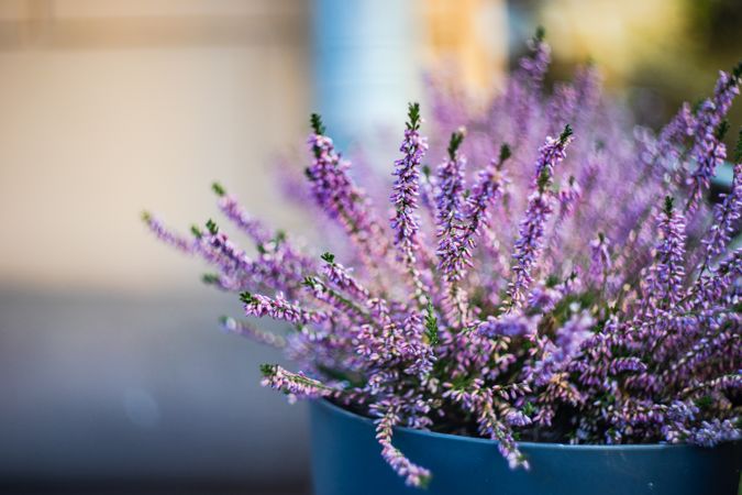 Blooming purple scottish heather