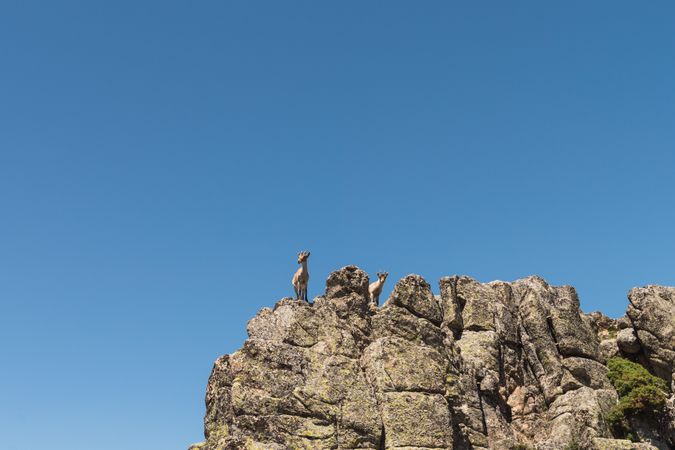 Young goats on high stone on background of blue sky