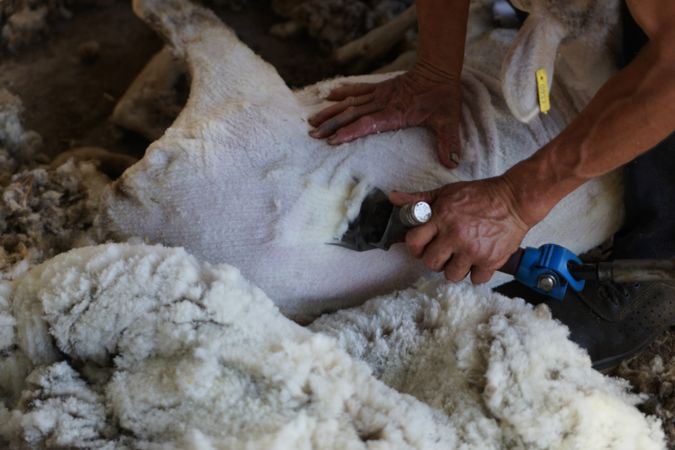 Crop man shearing sheep in barn