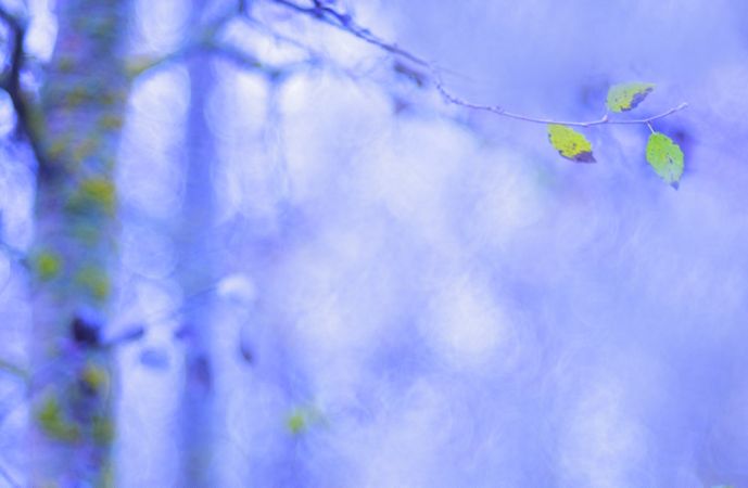 Blurred trees in green forest