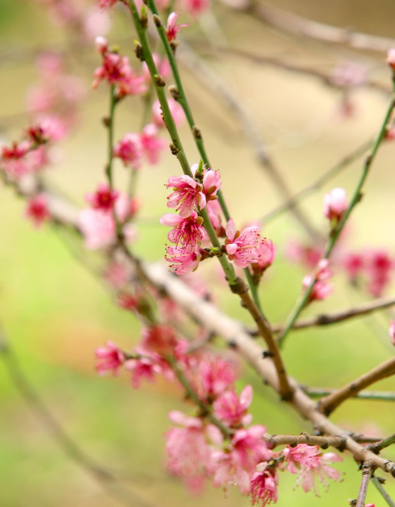 Cherry blossom tree branch