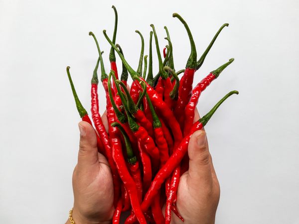 Woman's Hands Holding Red Curly Chili or Cabai Merah Keriting.