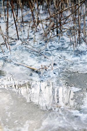 Salt crystals on lake shore and growing bushes