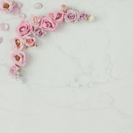 Semi circle of rose flowers and petals on light background