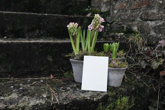 Mockup paper card leaning in front of pots of plants