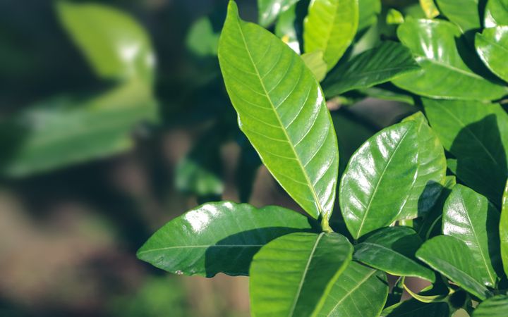 Fresh green leaves in summer day. Background with green leaf.
