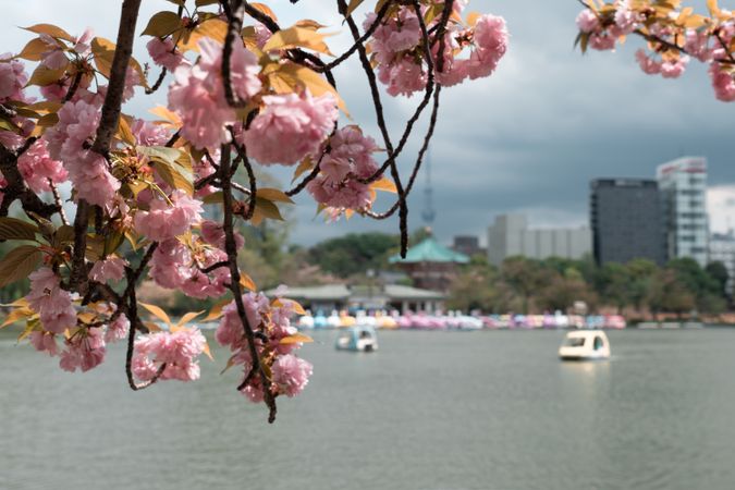 People riding swan paddle boats in Shinobazu Pond in Ueno park with cherry blossom sakura