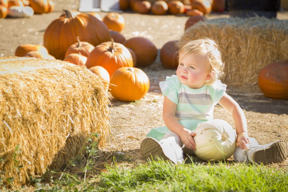 Adorable Baby Girl Holding a Pumpkin at the Pumpkin Patch.