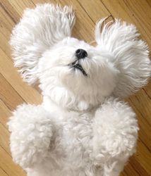 Bichon lying on wooden floor on its back