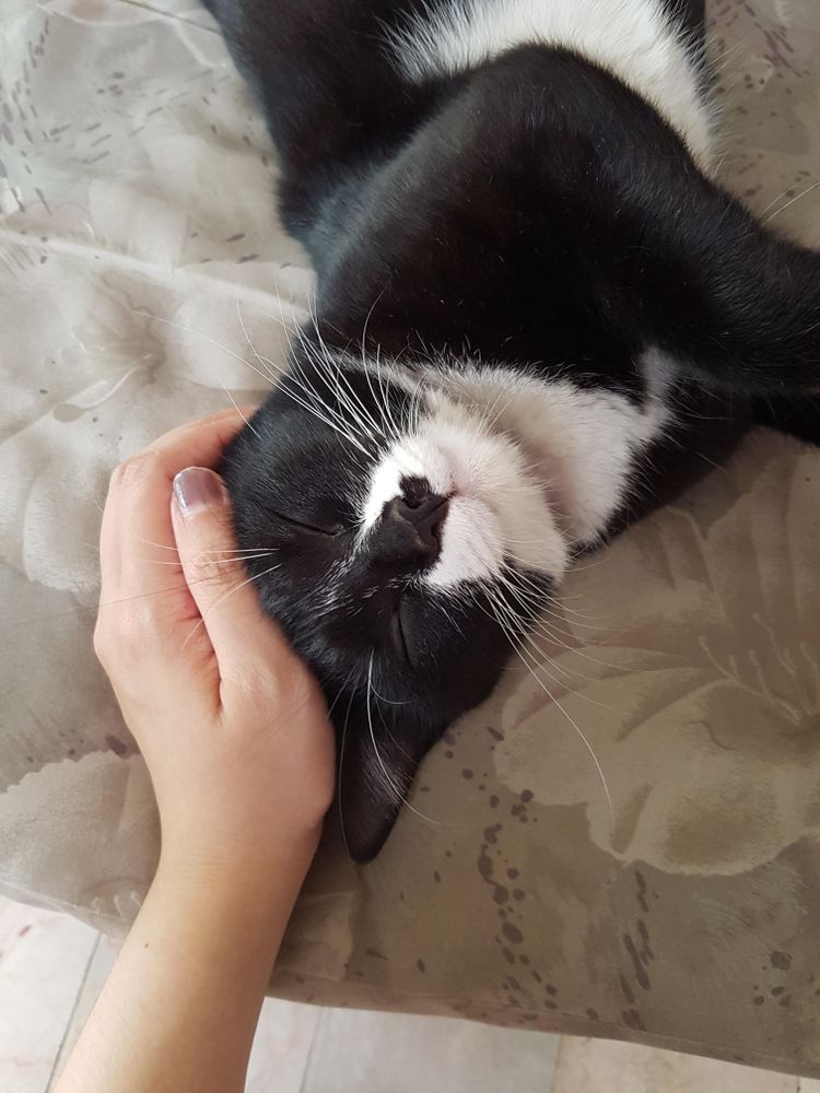 Person petting a cat