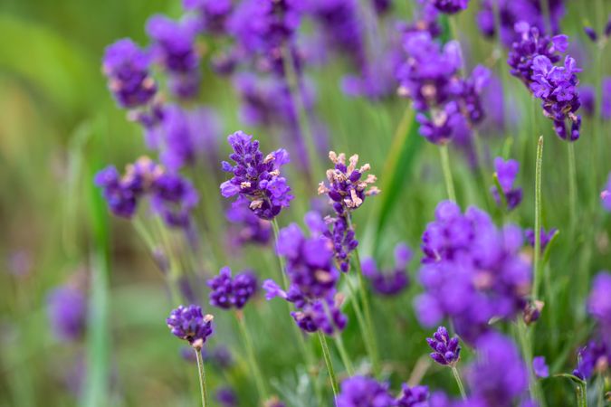 Field with flowering lavender