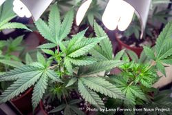 Cannabis leaves under indoor light 5wpWW4