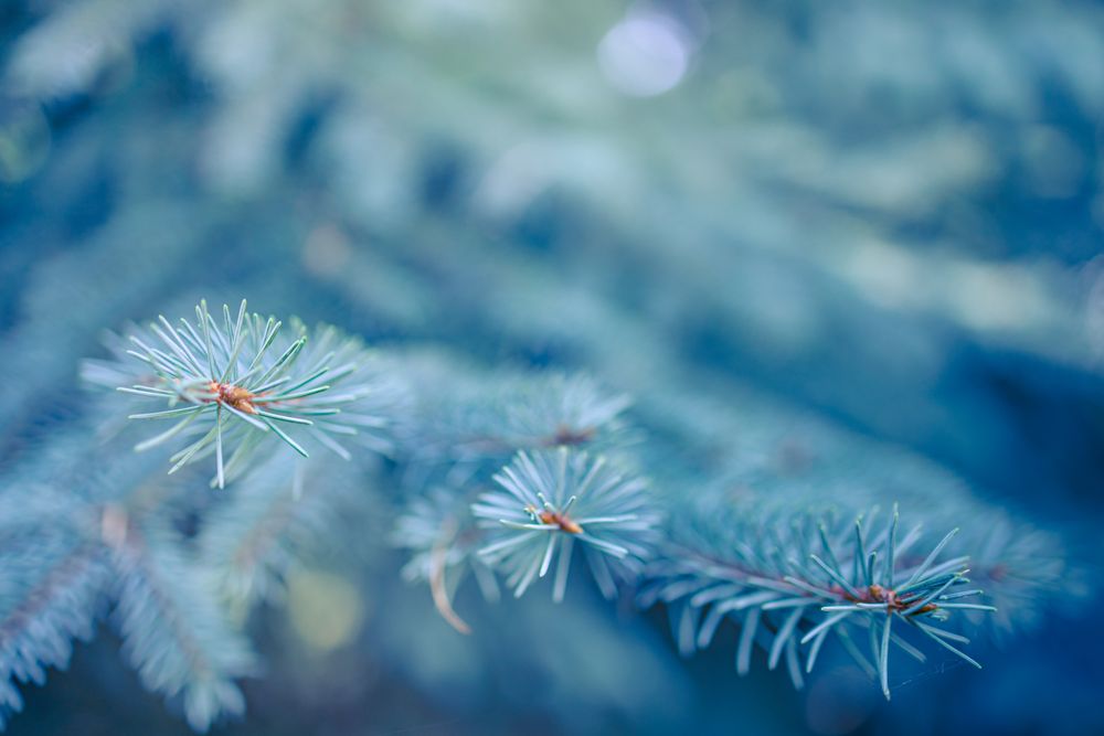 Close up of pine tree branch