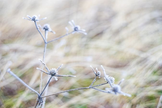 Frosty dead plant in winter