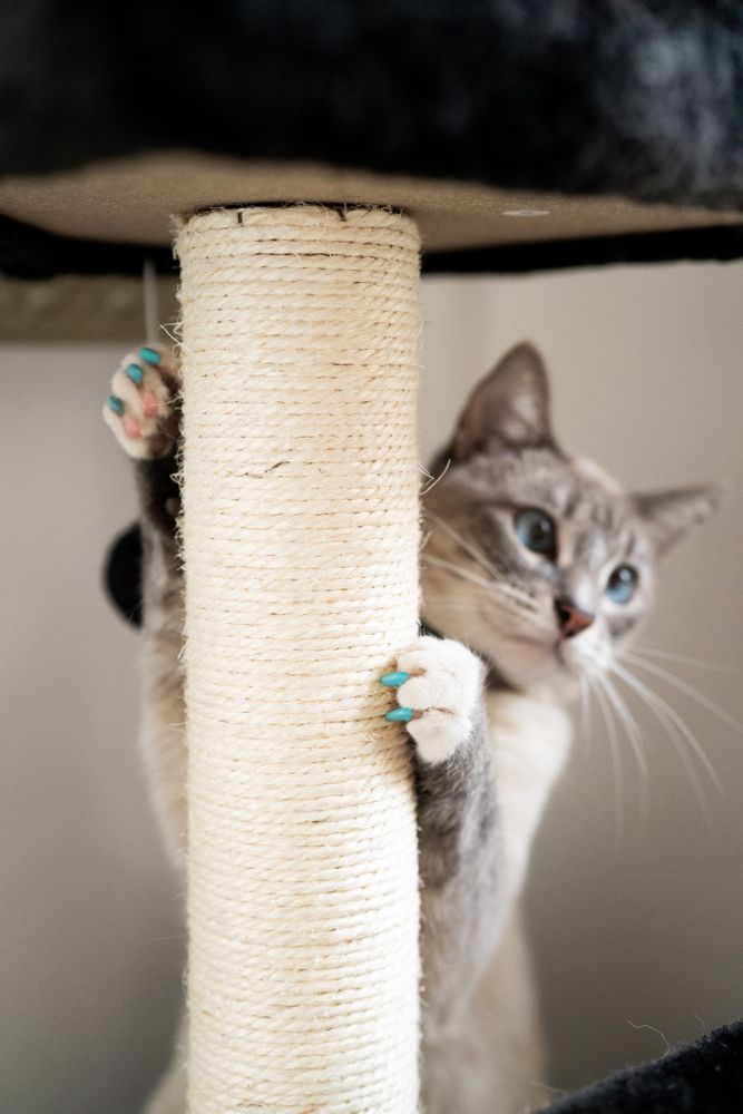 Cat with blue painted nails holding cat scratch pole
