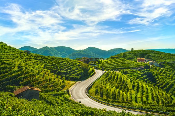 Vineyards and road, Prosecco Hills, Unesco Site, Valdobbiadene, Veneto, Italy